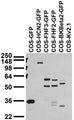 Transfected cell immunoblot extracts of COS cells transfected with GFP; GFP-tagged HCN2, FGF11/FHF3 FGF13/FHF2 and BKBeta2; or untagged Kv2.1 plasmid and probed with N86/8 TC supe.