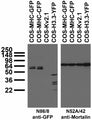 Transfected cell immunoblot: extracts of COS cells transfected with GFP-tagged MHC, CFP-tagged MHC, YFP-tagged Histone H3.3 or untagged Kv2.1 plasmid and probed with N86/8 (left) or N52A/42 (right) TC supe.
