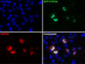 Transfected cell immunofluorescence: COS cells expressing GFP-FHF2A. Blue = Hoechst nuclear stain, Green = GFP, Red = N86/38.