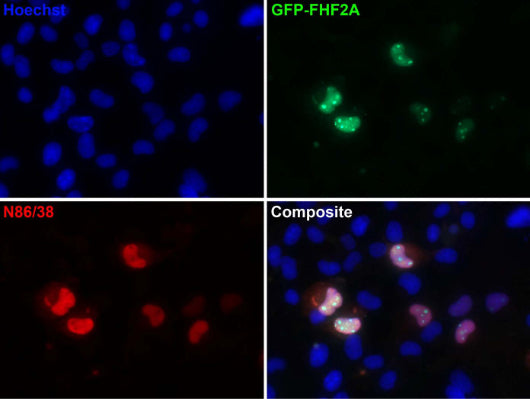 Transfected cell immunofluorescence: COS cells expressing GFP-FHF2A. Blue = Hoechst nuclear stain, Green = GFP, Red = N86/38.