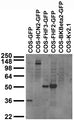 Transfected cell immunoblot extracts of COS cells transfected with GFP; GFP-tagged HCN2, FGF11/FHF3 FGF13/FHF2 and BKBeta2; or untagged Kv2.1 plasmid and probed with N86/38 TC supe.