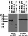 Transfected cell immunoblot extracts of COS cells transfected with GFP-tagged MHC, CFP-tagged MHC, YFP-tagged Histone H3.3 or untagged Kv2.1 plasmid and probed with N86/38 (left) or N52A/42 (right) TC supe.