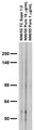 Adult rat brain membrane immunoblot.