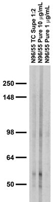 Adult rat brain membrane immunoblot.