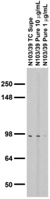 Adult rat brain membrane (RBM) immunoblot.