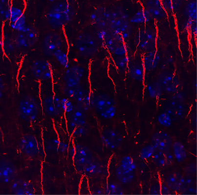 Immunofluorescence labeling of axon initial segments in adult rat cortex with N106/65 TC supe (red) and Hoechst nuclear stain (blue).