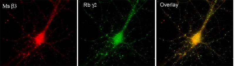 Immunofluorescence of cultured hippocampal neurons with N87/25 (red) and GABA-A-R-Gamma2 rabbit polyclonal (green). Images courtesy of Angel de Blas (University of Connecticut).