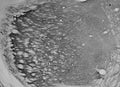 Adult rat thalamus immunohistochemistry.