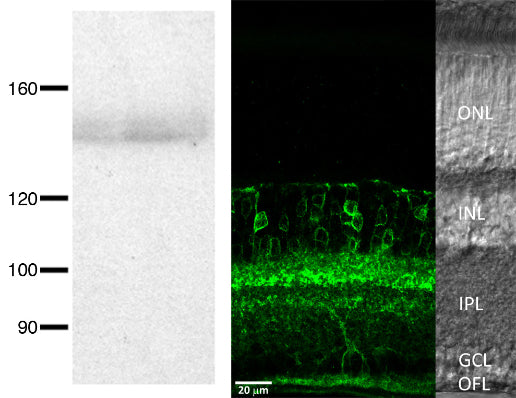Adult rat retina membrane immunoblot (left) and immunofluorescence (right). Green = N114/10 staining of the inner nuclear, inner plexiform, ganglion cell and optic fiber layers (INL, IPL, GCL, and OFL), where layers are viewed by differential interference contrast microscopy. Data courtesy of Gloria Partida, Tyler Stradleigh, and Andrew Ishida (UCDavis).