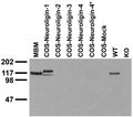 Immunoblot against crude membranes from adult mouse brain (MBM), extracts of COS cells transiently transfected with Neuroligin-1, -2, -3, -4 or -4* plasmid and extracts of brains from wild-type (WT) and Neuroligin-1 knockout (KO) mice probed with N97A/31 TC supe. Data courtesy of Marc Bolliger and Tom Sudhof (Stanford).