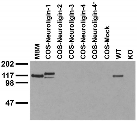 Immunoblot against crude membranes from adult mouse brain (MBM), extracts of COS cells transiently transfected with Neuroligin-1, -2, -3, -4 or -4* plasmid and extracts of brains from wild-type (WT) and Neuroligin-1 knockout (KO) mice probed with N97A/31 TC supe. Data courtesy of Marc Bolliger and Tom Sudhof (Stanford).