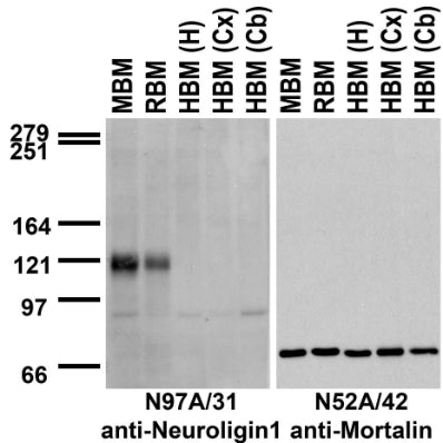 Immunoblot against crude membranes from whole mouse (MBM) or rat (RBM) brain and from human hippocampus [HBM(H)], cerebral cortex [HBM(Cx)] or cerebellum [HBM(Cb)] probed with N97A/31 (left) or N52A/42 (right) TC supe.