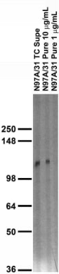 Adult rat brain membrane immunoblot.