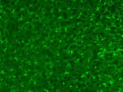 Adult rat cortex immunofluorescence. Images courtesy of Lynette Foo and Dr. Ben Barres, Stanford University.