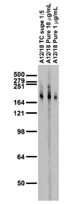 Adult rat brain membrane immunoblot.