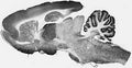 Adult rat brain immunohistochemistry.