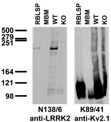 Immunoblot versus rat brain low-speed pellet (LSP), mouse brain membranes (MBM) and wild-type (WT) and LRRK2 KO mouse samples probed with N138/6 (left) and K89/41 (right) TC supe. Mouse brain samples provided by Xiaojie Li, Ted Dawson and Valina Dawson (Johns Hopkins University).