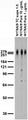 Adult rat brain membrane immunoblot.