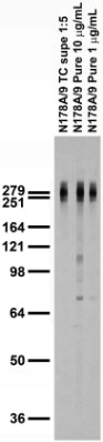 Adult rat brain membrane immunoblot.