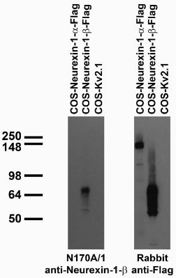 Transfected cell immunoblot: extracts of COS cells transiently transfected with Flag-tagged Neurexin-1-Alpha, Neurexin-1- Beta or untagged Kv2.1 plasmid and probed with N170A/1 TC supe (left) and rabbit anti-Flag (right).
