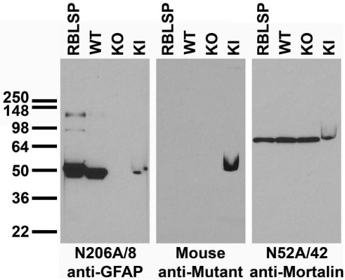 Immunoblot versus low speed pellet samples from rat brain (RBLSP) and wild-type (WT), GFAP knockout (KO) and GFAP-R416W mutant knockin (KI) mice and probed with N206A/8 (left), mutant control(middle) and N52A/42 (right). Mutant control courtesy of Michael Brenner, University of Alabama at Birmingham.