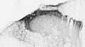 Adult rat spinal cord dorsal horn immunohistochemistry.