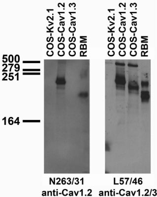 Tissue and transfected cell immunoblot: extracts of rat brain membrane (RBM) and COS cells transiently transfected with untagged Cav1.2, Cav1.3 or Kv2.1 plasmids and probed with N263/31 (left) and L57/46 (right) TC supe.