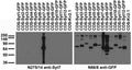 Transfected cell immunoblot: extracts of COS cells transiently transfected with GFP-tagged Synaptotagmin or untagged Kv2.1 plasmids and probed with N275/14 (left) and N86/8 (right).