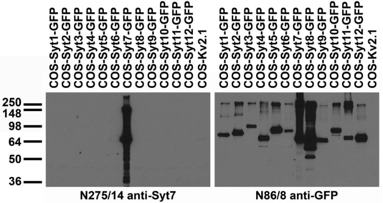 Transfected cell immunoblot: extracts of COS cells transiently transfected with GFP-tagged Synaptotagmin or untagged Kv2.1 plasmids and probed with N275/14 (left) and N86/8 (right).