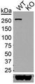 Immunoblot against lysates of wildtype (WT) and LRRK2 knockout (KO) rat brains probed with N231B/34 (top) and anti- actin antibody (bottom). Reproduced with permission from the Proceedings of the National Academy of Sciences of the United States of America (2014 Daher et al, PMID 24927544).