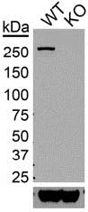Immunoblot against lysates of wildtype (WT) and LRRK2 knockout (KO) rat brains probed with N231B/34 (top) and anti- actin antibody (bottom). Reproduced with permission from the Proceedings of the National Academy of Sciences of the United States of America (2014 Daher et al, PMID 24927544).