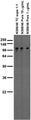 Adult rat brain membrane immunoblot.