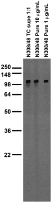 Adult rat brain membrane immunoblot.