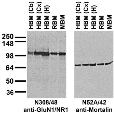 Immunoblot against crude membrane fractions from whole mouse (MBM) or rat (RBM) brain and from human cerebellum [HBM(Cb)], cerebral cortex [HBM(Cx)] or hippocampus [HBM(H)] and probed with N308/48 (left) or N52A/42 (right) TC supe.