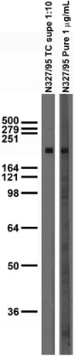 Adult rat brain membrane immunoblot.