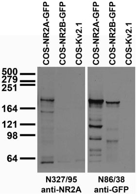 Transfected cell immunoblot: extracts of COS cells transiently transfected with GFP-tagged NR2A, NR2B or untagged Kv2.1 plasmid and probed with N327/95 (left) and N86/38 (right) TC supe.