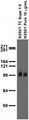 Adult rat brain membrane immunoblot.