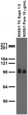 Adult rat brain membrane immunoblot.