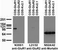 Transfected cell immunoblot: extracts of COS cells transiently transfected with untagged GluR1, GluR2 or Kv2.1 plasmid and probed with N355/1 (left), L21/32 (middle) or N52A/42 (right) TC supe.