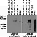 Adult rat brain membrane (RBM) and transfected cell immunoblot: extracts of RBM and COS cells transiently transfected with HA-tagged Shank1, Shank2, Shank3 or untagged Kv2.1 plasmid and probed with N367/62 (left) or N23B/49 (right) TC supe.