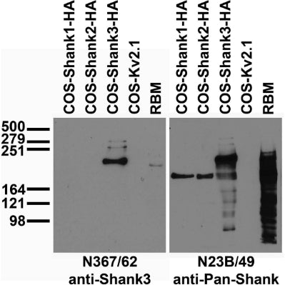 Adult rat brain membrane (RBM) and transfected cell immunoblot: extracts of RBM and COS cells transiently transfected with HA-tagged Shank1, Shank2, Shank3 or untagged Kv2.1 plasmid and probed with N367/62 (left) or N23B/49 (right) TC supe.
