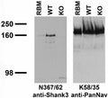 Immunoblot against adult rat brain membranes (RBM) and membranes from Shank3 wild-type (WT) and knockout (KO) mice probed with N367/62 (left) or K58/35 (right) TC supe. Mouse brains courtesy of Yuan Mei, Holly Robertson and Guoping Feng (MIT).