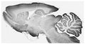 Adult rat brain immunohistochemistry