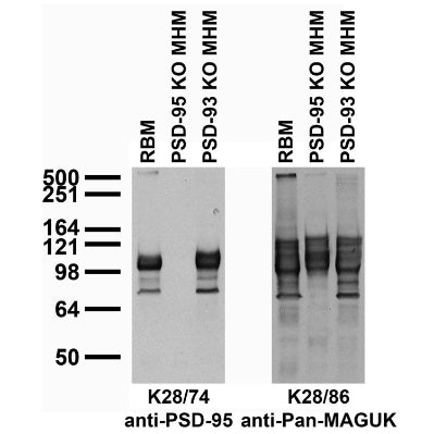 Immunoblot against adult rat brain membranes (RBM) and adult mouse hippocampal membranes (MHM) from PSD- 95 or PSD-93 knockout (KO) mice probed with K28/74 (left) or K28/86 (right) TC supe. Mouse samples courtesy of Richard Huganir (Johns Hopkins University, HHMI).