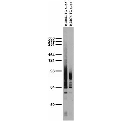 Adult rat brain membrane immunoblot