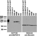 Immunoblot against extracts of COS cells transiently transfected with GFP-tagged MAP3K12, MAP3K13 or untagged Kv2.1 plasmid; adult rat brain low-speed pellet (RBLSP) or membrane (RBM) fractions; and membranes from MAP3K12 wild-type (WT) and gene- trap knockout (KO) mice probed with N377/20 (left) or N52A/42 (right) TC supe. Mouse brains courtesy of Aki Itoh and Takayuki Itoh (UC Davis).
