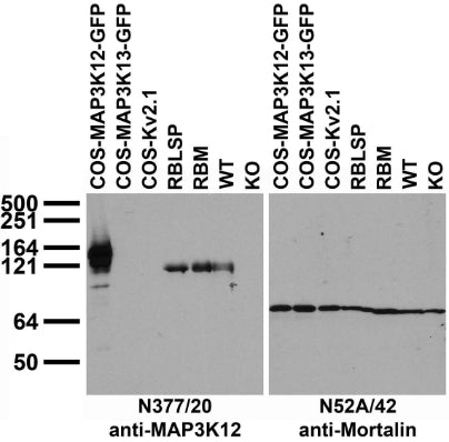 Immunoblot against extracts of COS cells transiently transfected with GFP-tagged MAP3K12, MAP3K13 or untagged Kv2.1 plasmid; adult rat brain low-speed pellet (RBLSP) or membrane (RBM) fractions; and membranes from MAP3K12 wild-type (WT) and gene- trap knockout (KO) mice probed with N377/20 (left) or N52A/42 (right) TC supe. Mouse brains courtesy of Aki Itoh and Takayuki Itoh (UC Davis).