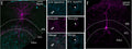 Confocal image stacks of representative Axo-axonic cells (AAC) (E) and Basket Cells (F). Center images illustrate two examples of axons from the cell in E showing close apposition for βIV-spectrin (Cat. 75-376, 1:500) labeling for axon initial segments (top), biocytin (middle) and merged (bottom). Arrowheads indicate regions of close apposition between βIV-spectrin