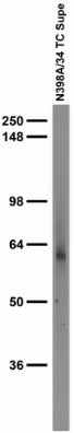Adult rat brain low-speed pellet immunoblot.