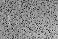 Immunohistochemistry against cortex.
